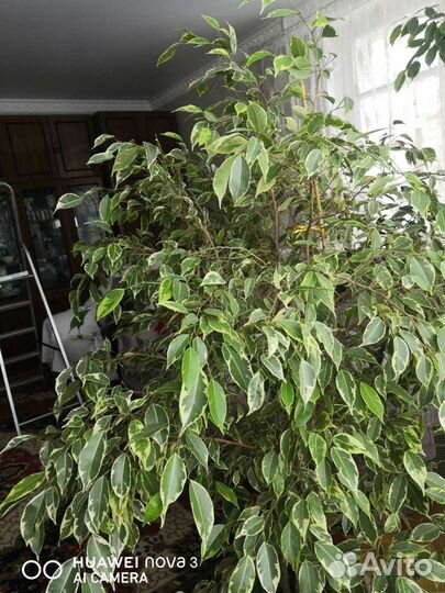 Фикус Бенджамина