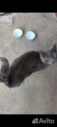 Котики с Донбасса