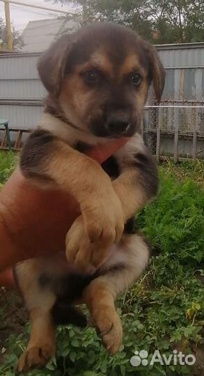 Собака в добрые руки отдам бесплатно