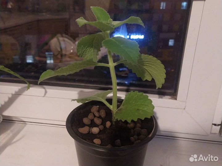 Мята домашняя