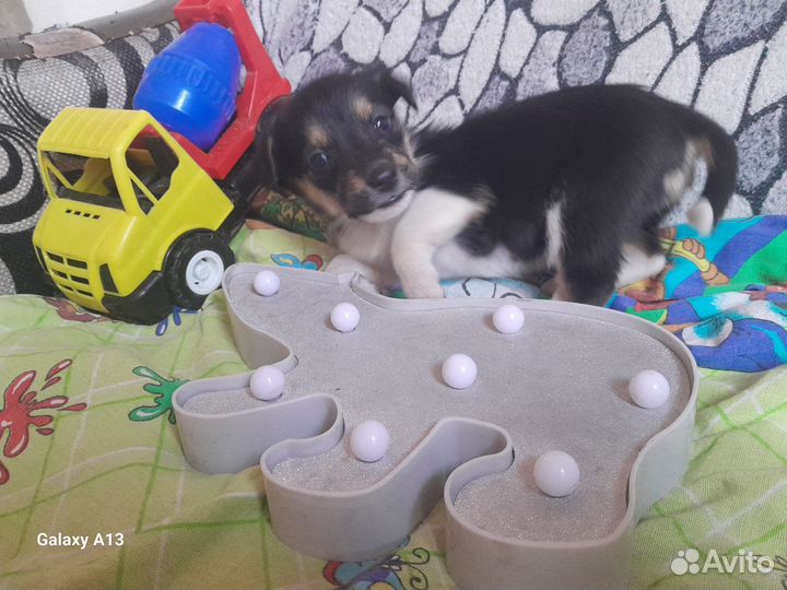 Маленькие собачки щенята