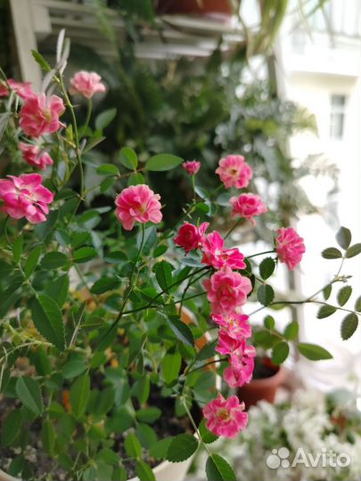 Роза Lilly Rose Wonder