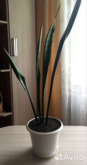 Сансевиерия