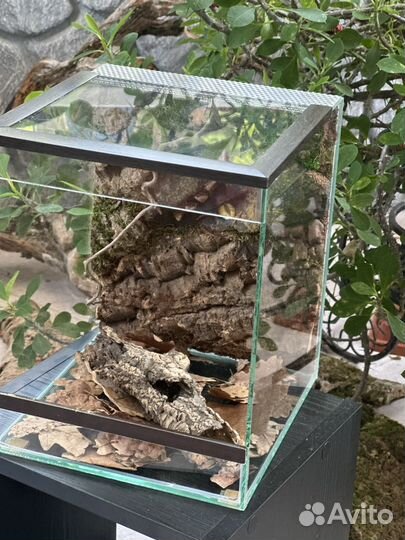Террариум, паучатник для паука