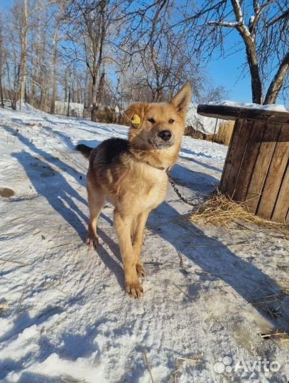 Собака в добрые руки