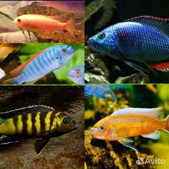 Африканские цихлиды собственного разведения