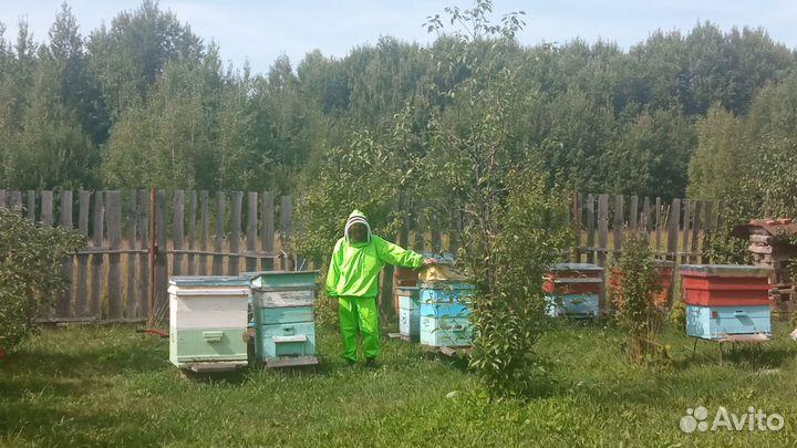 Перга пчелиная