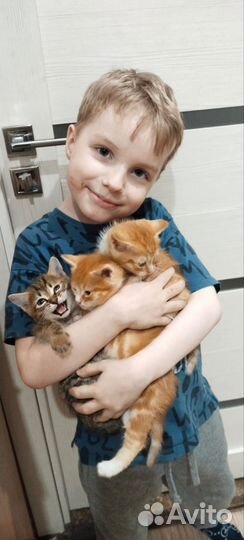 Котята в добрые руки бесплатно