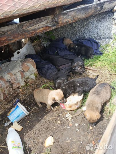 Собака в добрые руки отдам бесплатно