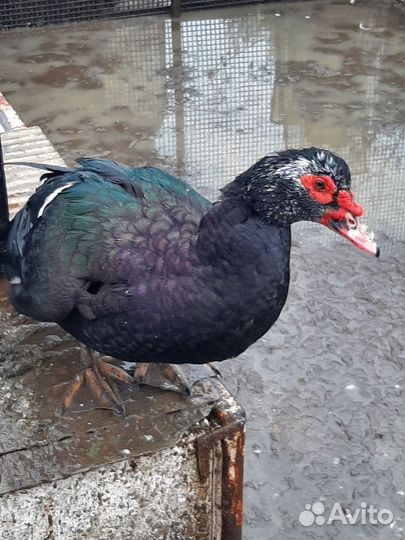 Мускусные утки тяжелые линии