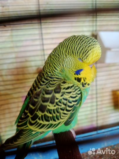 Чехи,выставочный волнистый попугай