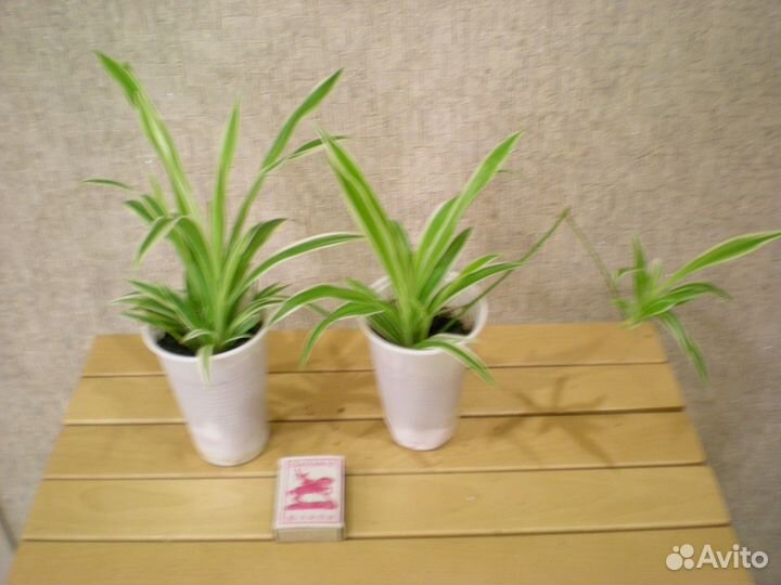 Цветы для дома,офиса