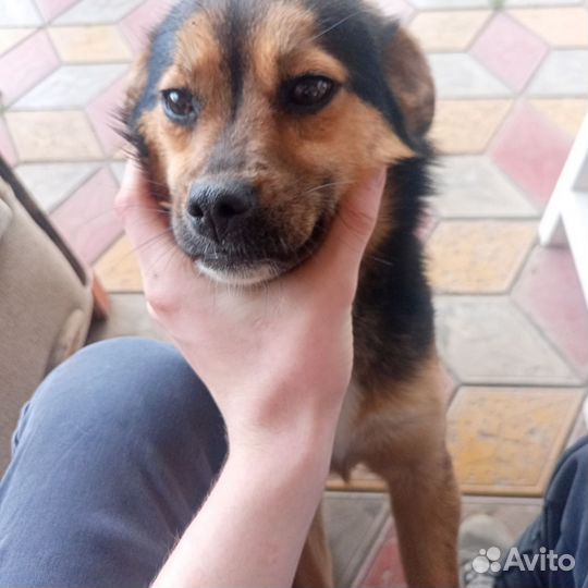 Добрый щенок