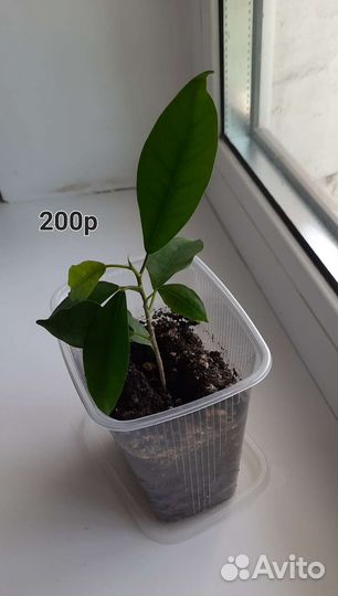 Фикус микрокарпа