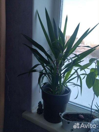 Пальма юкка