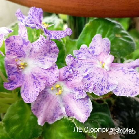 Сортовые фиалки