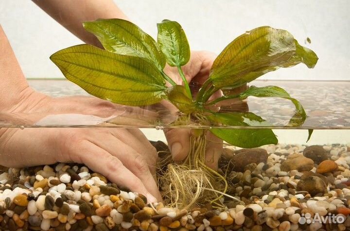 Эхинодорус