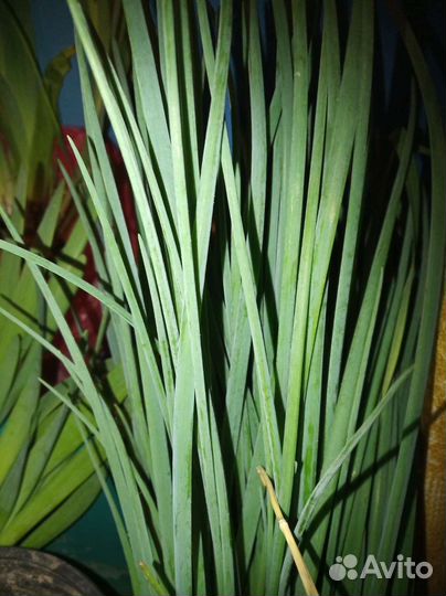 Примула, цветы многолетники