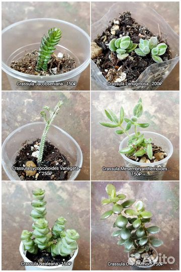 Суккуленты