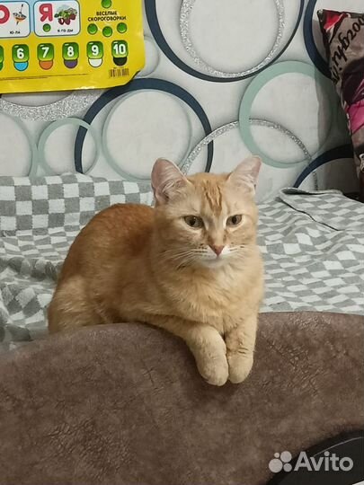 Кошка вязка