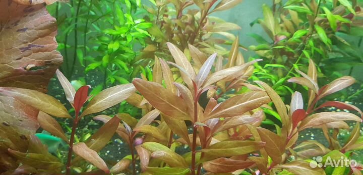 Продам немного растений