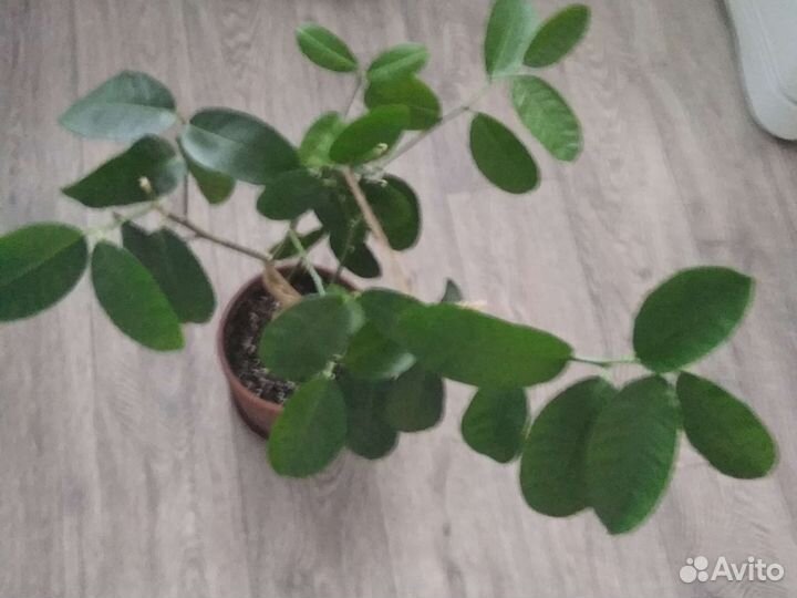 Лимон плодоносящий
