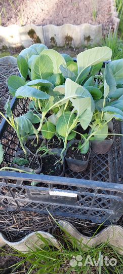 Рассада ранней капусты и для хранения