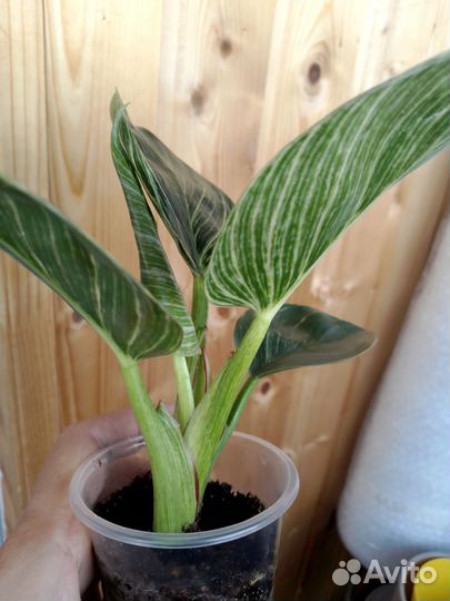 Филодендрон Биркин