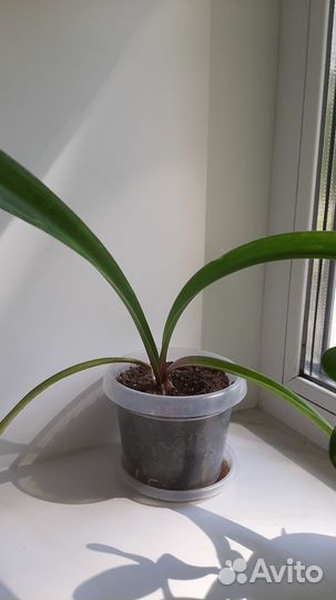 Гиппиаструм