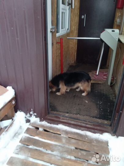 Собака в добрые руки отдам бесплатно