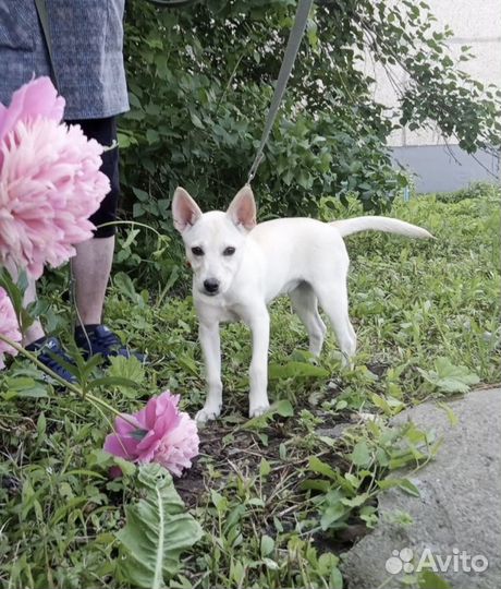 Щенок в ожидании семьи