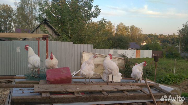 Молодые петухи