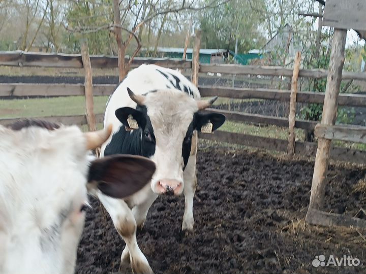 Телка стельная