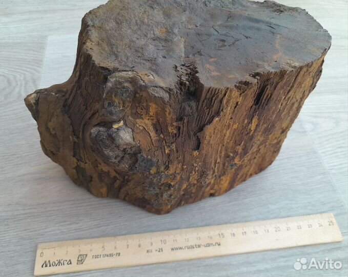 Окаменелое дерево