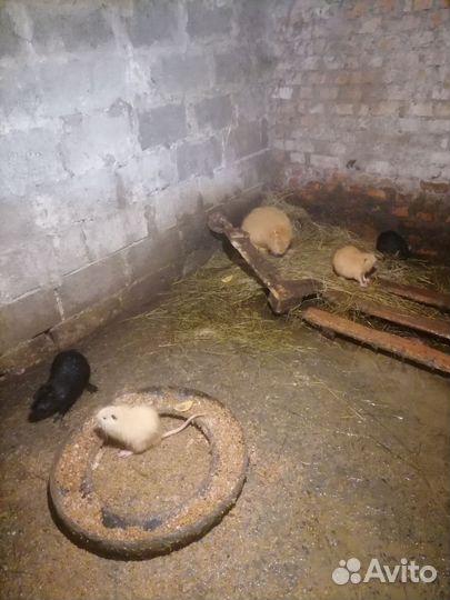 Нутрии на племя