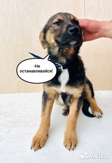 Щенок в добрые руки бесплатно