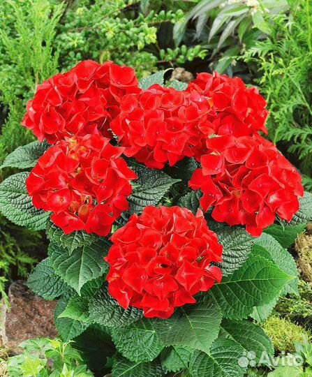 Гортензия Рэд