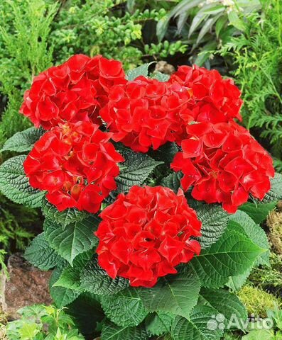 Гортензия Рэд