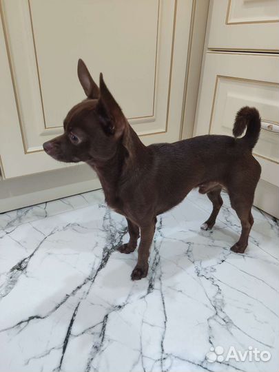 Вязка чихуахуа мальчик