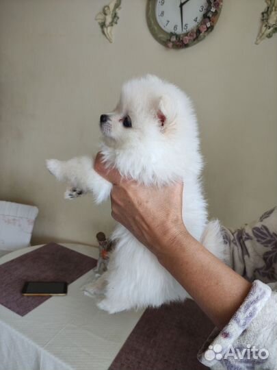 Милашные шпицы