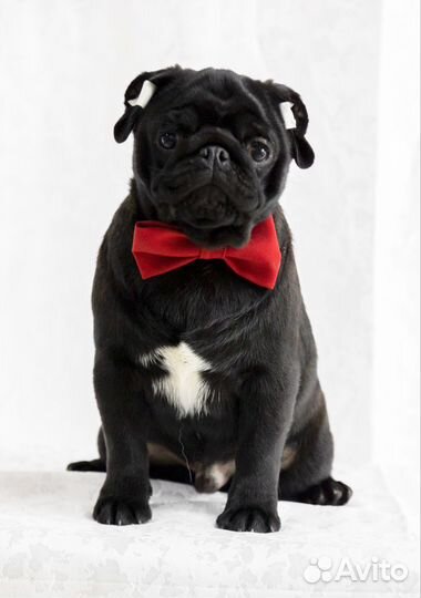 Щенки мопса мальчик