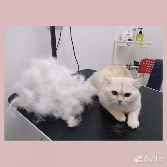 Груминг собак и кошек, чистка зубов