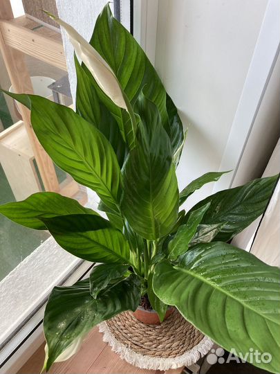 Спатифиллум Свит Сильвио