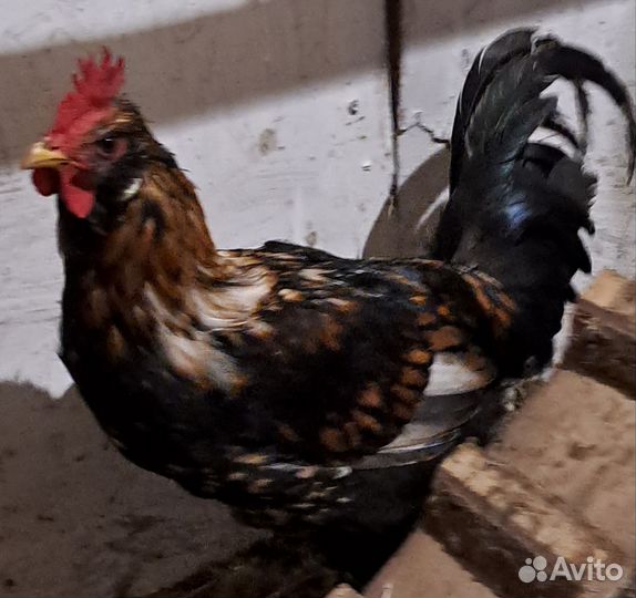 Молодые петушки