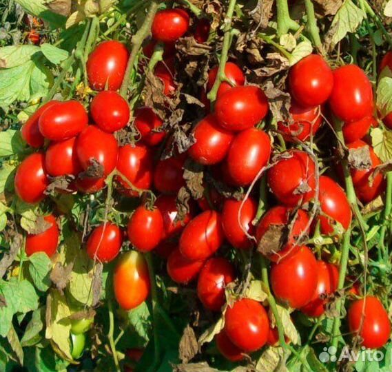 Семена томатов Хайнц 3402 F1,Дино F1,Петро россаf1