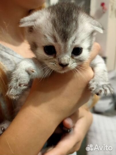 Шотландская вислоухая шиншилла