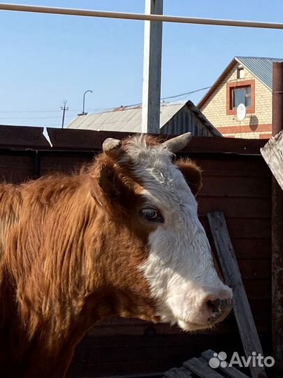 Корова дойная