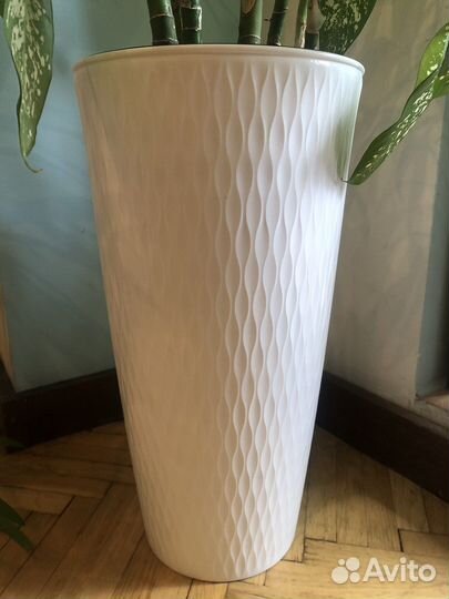 Диффенбахия куст - 135 см с кашпо