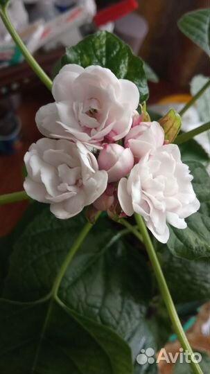 Клеродендрум филиппинский