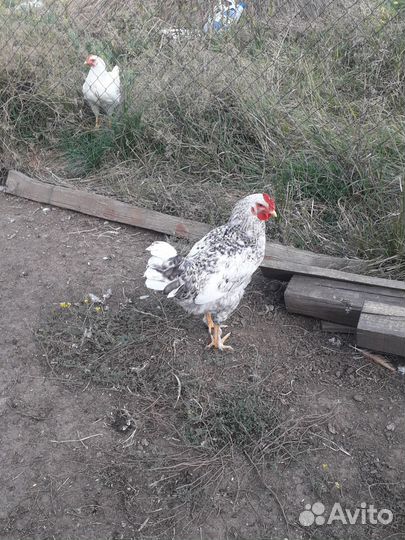 Петухи молодые домашние